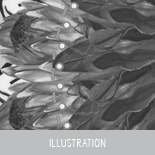 IM DESIGN GRAPHICS STUDIO ID DOCUMENT ILLUSTRATION